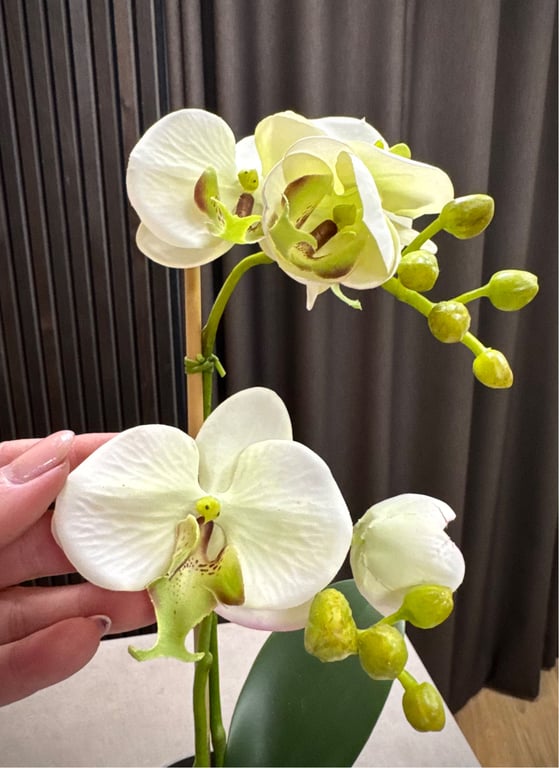 Orkidé hvid lille billede 3