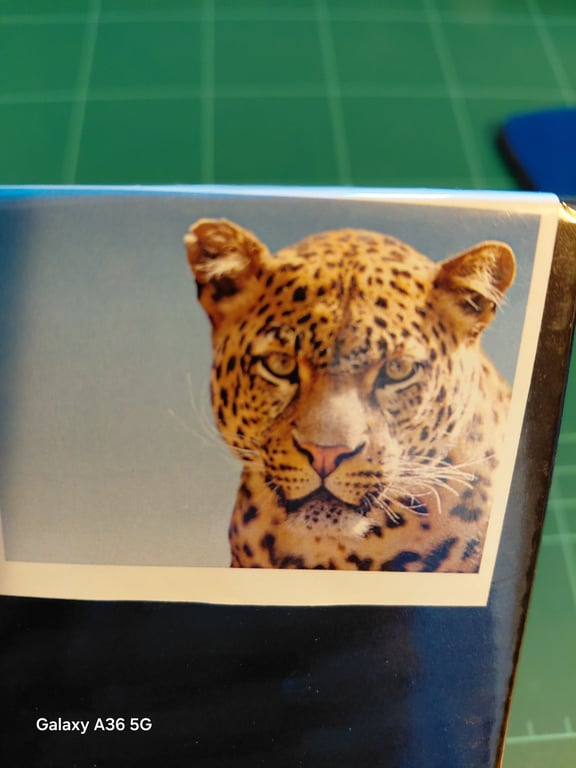 Nærbillede af en leopard på et trykt foto med grøn mat baggrund.