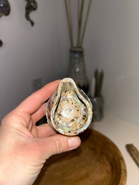 Mælkekande  billede 2