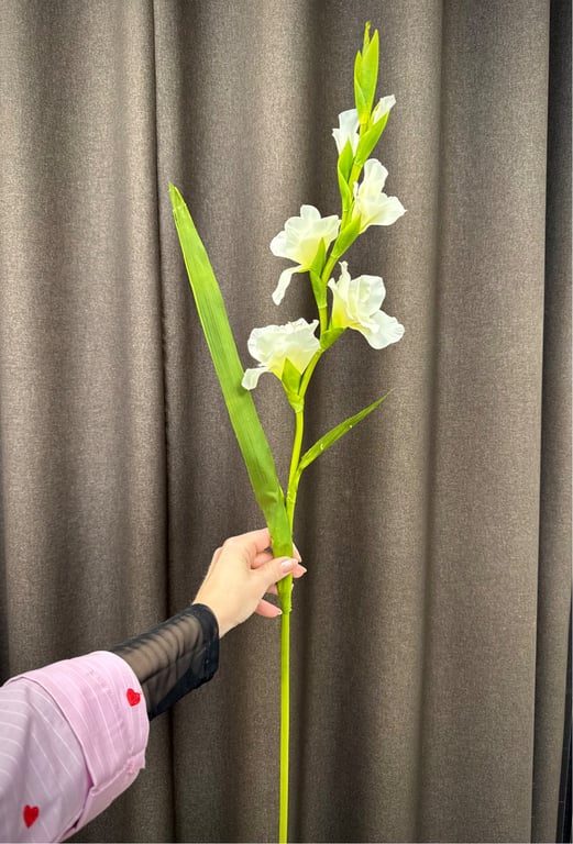 Gladiolus hvid 