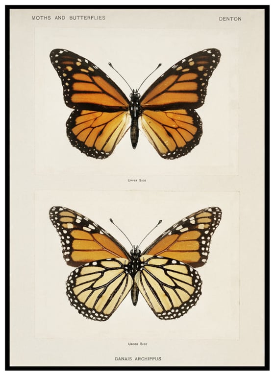 Plakat - Monark billede 2