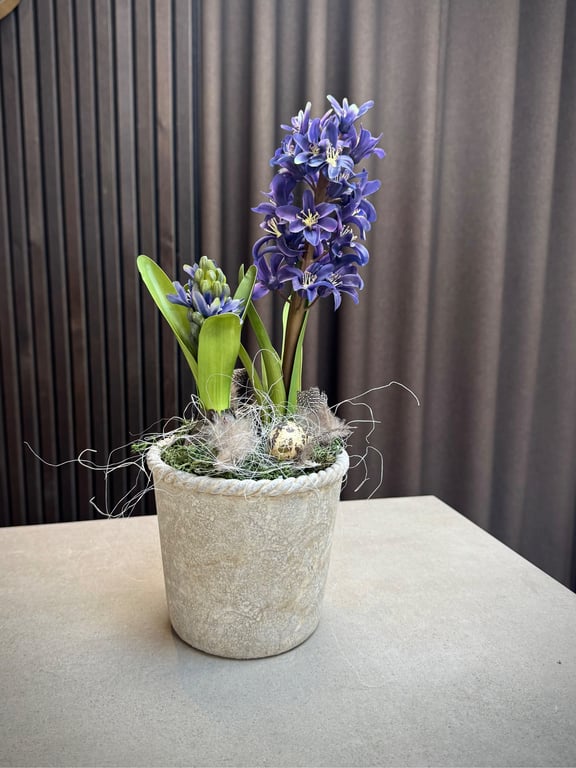 Hyacint deko blå