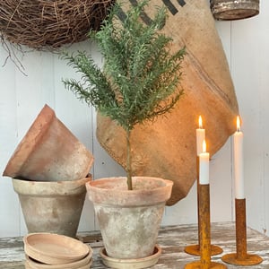 Rosmarin opstammet. – produktbillede