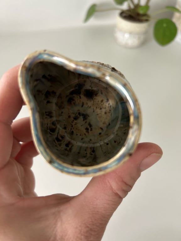 Mælkekande  billede 2