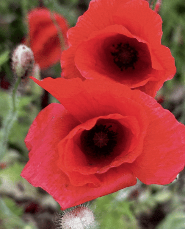 Sten og blomster billede 5