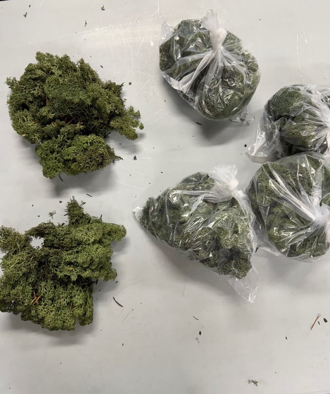 Rensdyr mos  billede 2