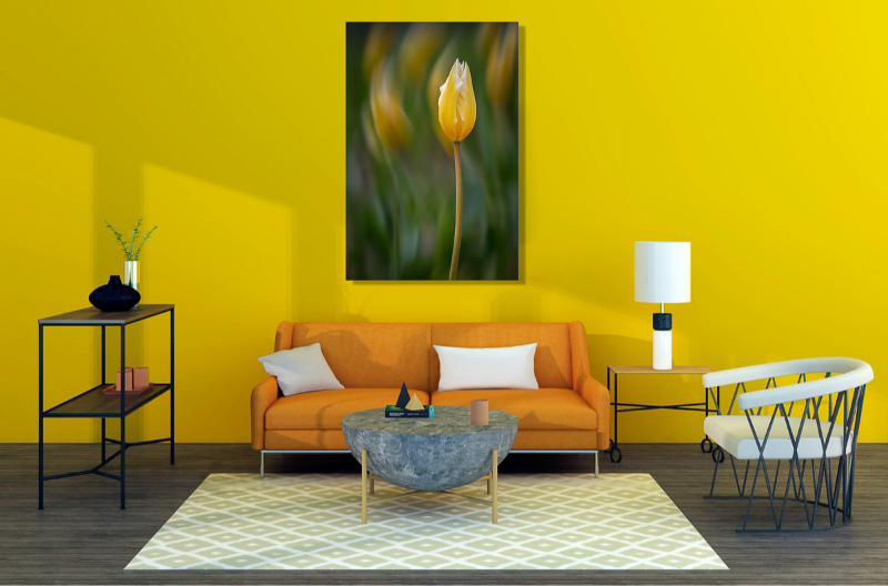 Bølgende tulipaner en smuk forårsmorgen billede 2