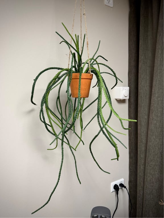 Senecio hænge billede 4