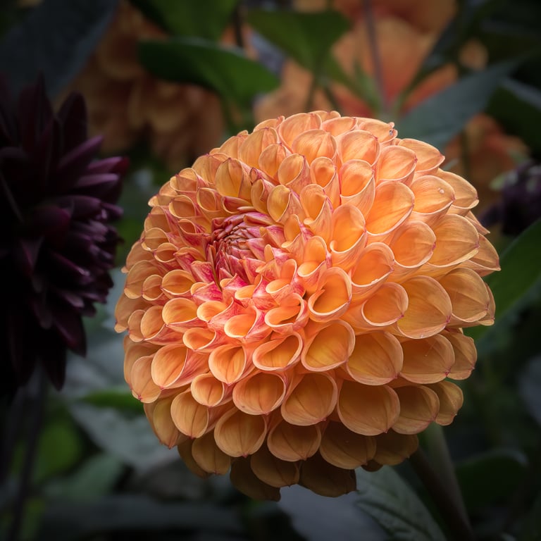 Foto af en smuk Dahlia blomst tæt på