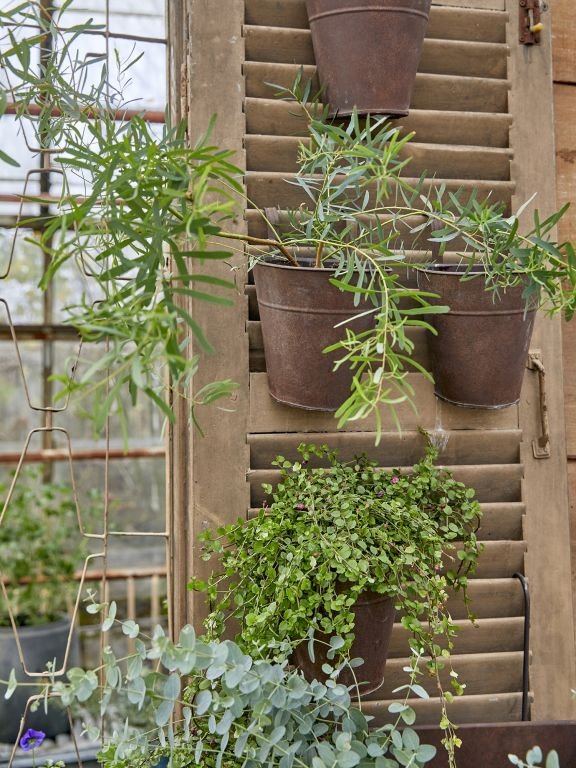 Potteplanter med grønne blade ophængt på en gammel træskodde i et drivhus.