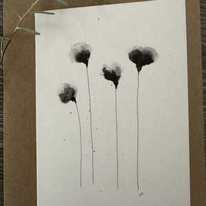 Sort valmue  – produktbillede