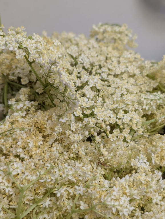 Hyldeblomst, 25% vol., årgang 2025 (4)