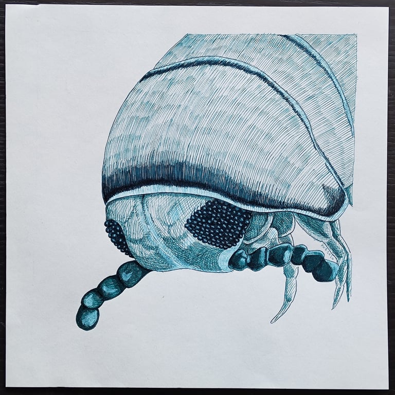 N2(25x25) - 6