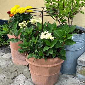 Blomsterstøtte i jern – produktbillede