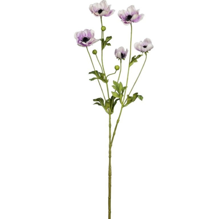 Bukket stilk med lilla og hvide anemonblomster og grønne blade på hvid baggrund.