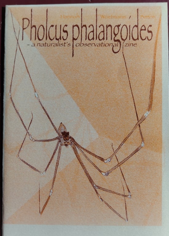 Pholcus Phalangoides (zine) billede 2