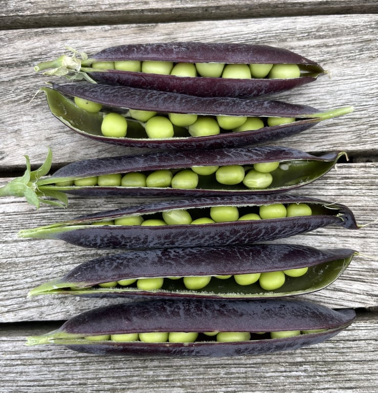 Åbne lilla ærtebelger med friske grønne ærter inde i placeret på en træoverflade.