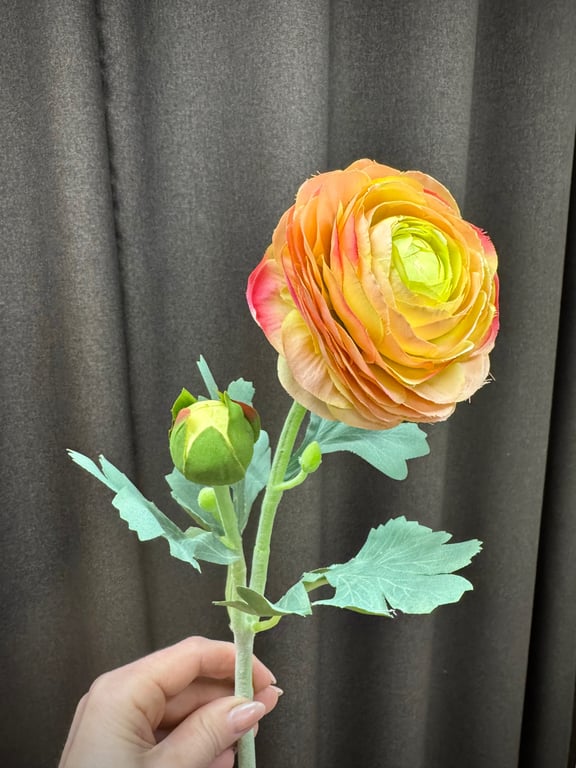 Ranunkel peach  billede 3