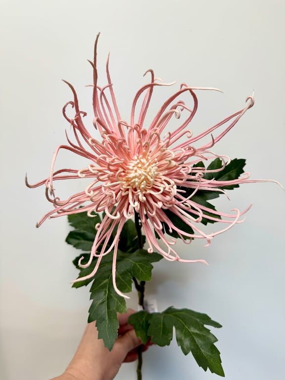Spider chrysanthemum  billede 4