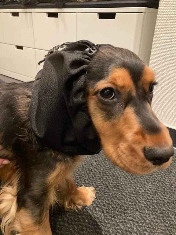 Øremuffe til hund 10-15 kg  billede 3
