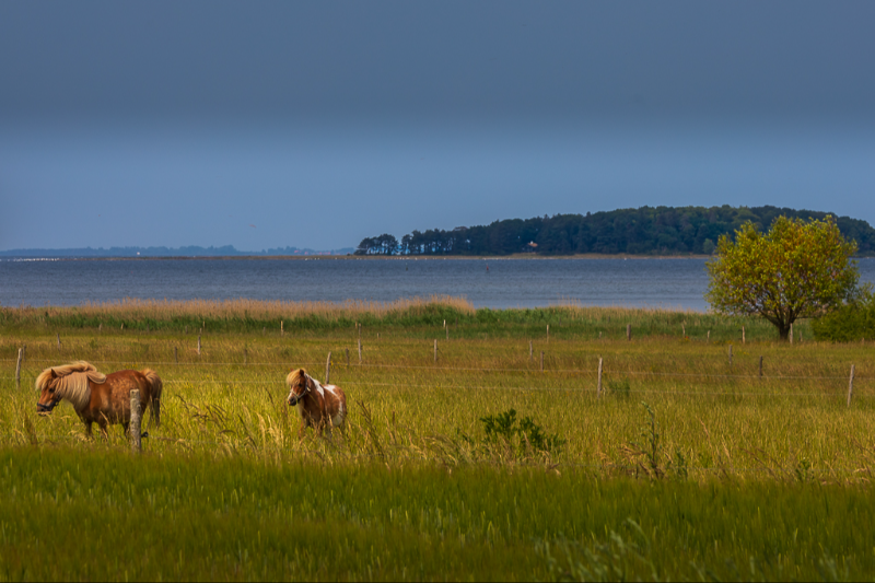 En smuk udsigt til heste på en mark på nord Lolland