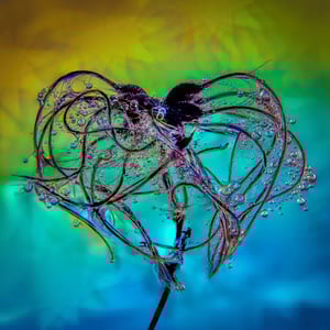 Et makro kunstfoto af en Klematis frøstand – produktbillede