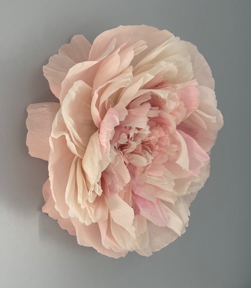 Delikat lys rosa peonblomst med mange bløde, transparente kronblade mod en grå baggrund. (1)