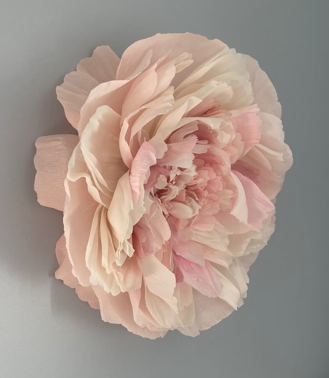 Delikat lys rosa peonblomst med mange bløde, transparente kronblade mod en grå baggrund.