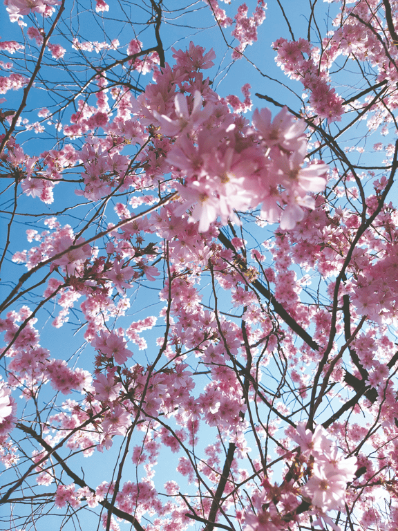 Sakura på Bispebjerg Kirkegård