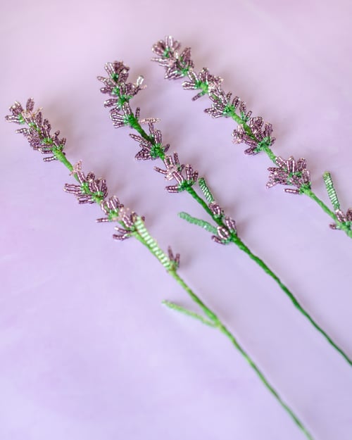 Lavendel perleblomst (3)