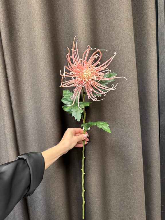 Spider chrysanthemum 