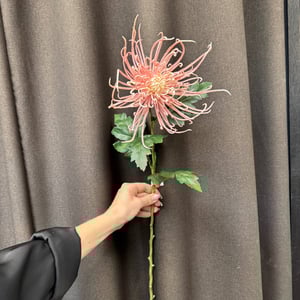 Spider chrysanthemum  – produktbillede