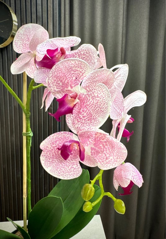 Orkidé pink stor billede 2