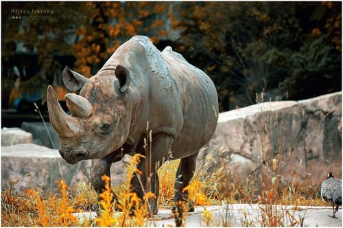 testChromeImages (14)