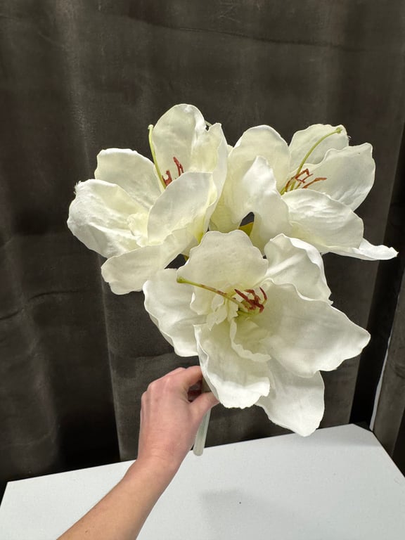 Amaryllis  billede 2