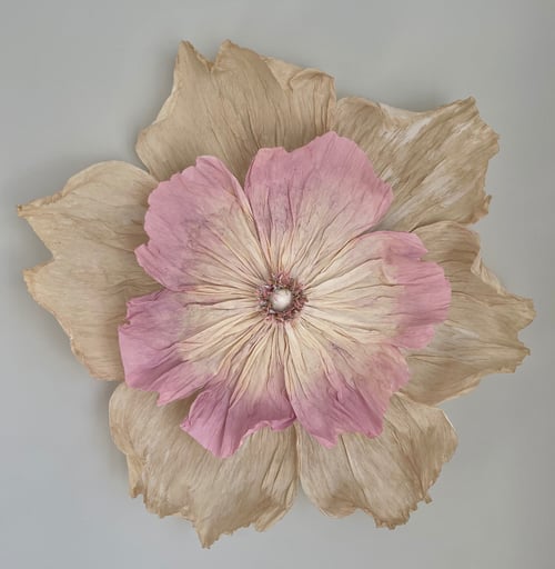 Tørret blomst med beige ydre kronblade og større lyserøde indre kronblade mod en grå baggrund. (1)