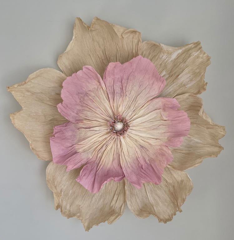 Tørret blomst med beige ydre kronblade og større lyserøde indre kronblade mod en grå baggrund.