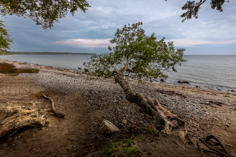 Et smukt og spændende træ på Pomlenakke strand på Falster tæt på Hesnæs en smuk efterårsdag