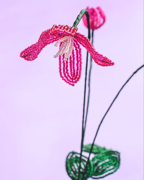 Pink klematis (2)