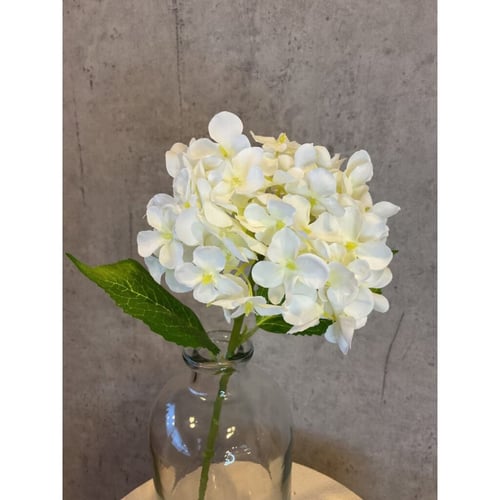 Hortensia hvid 40 cm (2)