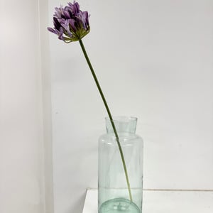 Lilla skærm lilje  – produktbillede