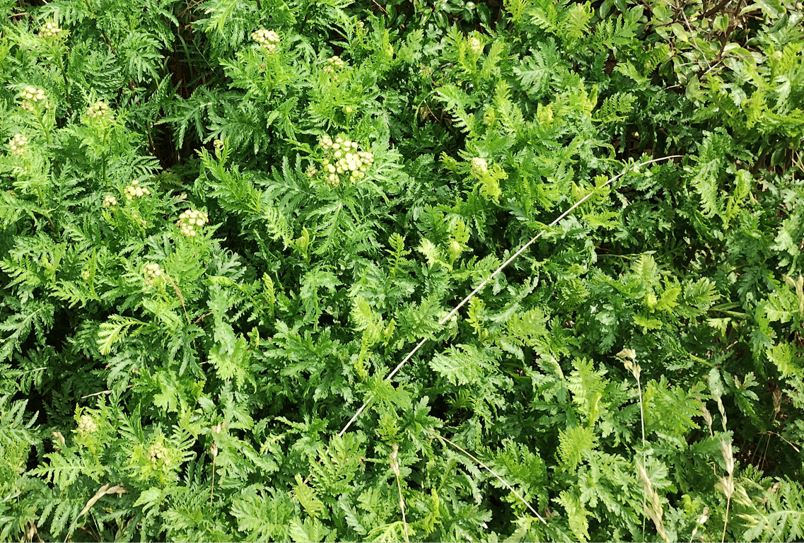 URTE LAGERET  Find de urter du mangler i variationer ! billede 4