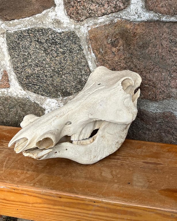 SOLGT:Kranie fra vortesvin