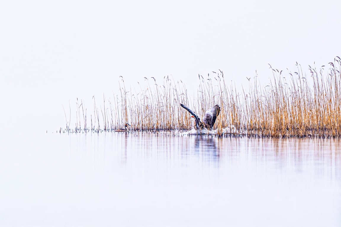 Goosebump