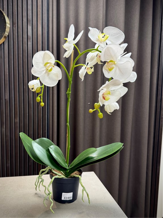 Orkidé hvid stor  billede 2