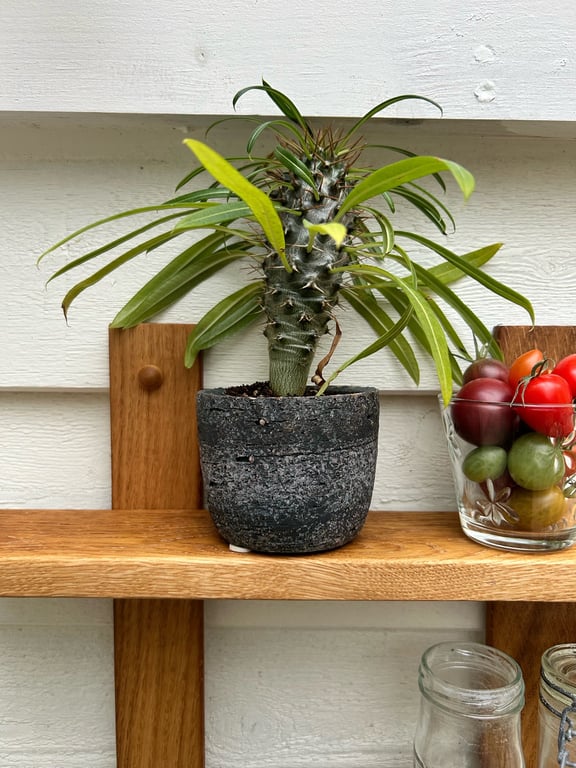 Krydderihylde KH-05 billede 3