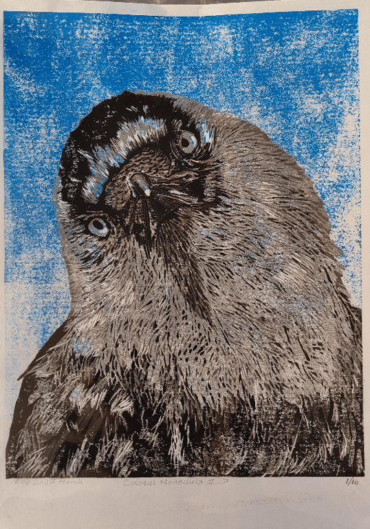 Corvus Monedula