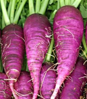 Billede af flere lilla radiser med grønne toppe.