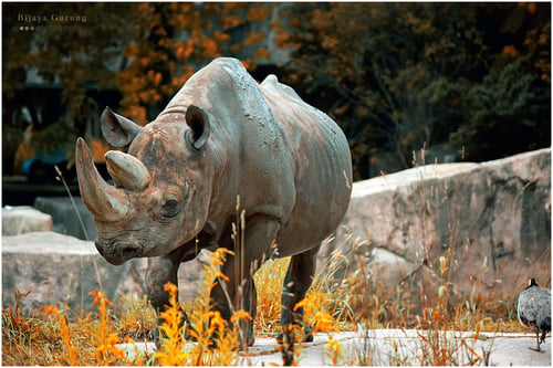 testChromeImages (11)