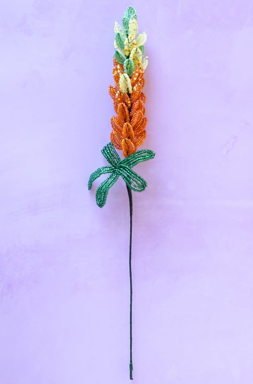 Lupin perleblomst (2)